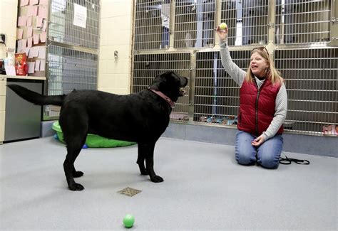 Billings animal shelter - The Yellowstone Valley Animal Shelter (YVAS) is a 501(c)(3) nonprofit organization that opened its doors officially in 2009. We take great pride in caring for Billings’ lost and transitioning companion animals. 